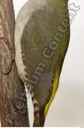 Green Woodpecker - Picus viridis